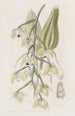 Lacaena bicolore - Sydenham Edwards — artwork view