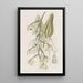 Lacaena bicolore - Sydenham Edwards — framed artwork on a wall