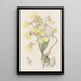 Oncidium bicolore - Sydenham Edwards — ingelijst kunstwerk aan de muur