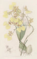 Oncidium bicolore - Sydenham Edwards — weergave van het kunstwerk