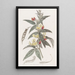 Pois pigeon bicolore - Sydenham Edwards — framed artwork on a wall