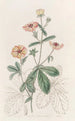 Potentille bicolore - Sydenham Edwards | Reproduction — weergave van het kunstwerk
