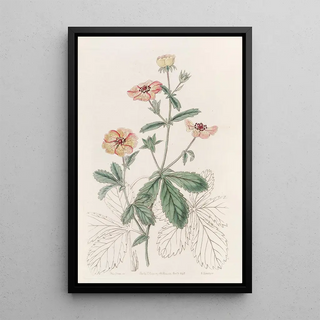 Sydenham Edwards - Twocoloured Potentil.webp