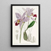 Laelia à deux tranchants - Sydenham Edwards — ingelijst kunstwerk aan de muur