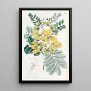 Sydenham Edwards - Twoflowered Cassia.webp