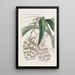 Epidendrum à deux pieds - Sydenham Edwards — ingelijst kunstwerk aan de muur