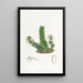 Angraecum with two rows - Sydenham Edwards — framed artwork on a wall