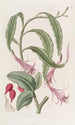 Torchthistle in two forms - Sydenham Edwards — artwork view