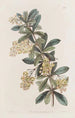Berberis ombellée - Sydenham Edwards — weergave van het kunstwerk