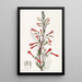 Valerian Leaf Turtle Painting - Sydenham Edwards — framed artwork on a wall