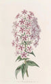 Phlox de Van Houtte - Sydenham Edwards — artwork view