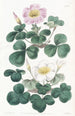 Oxalis variable - Sydenham Edwards — artwork view