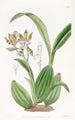 Aspasia Panachée - Sydenham Edwards — artwork view