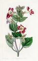 Mimulus panaché - Sydenham Edwards — artwork view