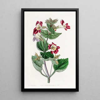 Sydenham Edwards - Variegated Monkeyflower.webp