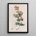 Chorozema à feuilles variées - Sydenham Edwards — ingelijst kunstwerk aan de muur