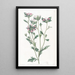 Collomia à feuilles variées - Sydenham Edwards — ingelijst kunstwerk aan de muur