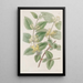 Honeysuckle with varied leaves - Sydenham Edwards — framed artwork on a wall