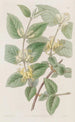 Honeysuckle with varied leaves - Sydenham Edwards — artwork view