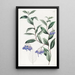 Sollya à feuilles variées - Sydenham Edwards — ingelijst kunstwerk aan de muur