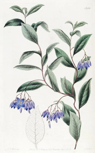 Sydenham Edwards - Variousleaved Sollya.webp