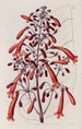Gesnera vernie - Sydenham Edwards — artwork view