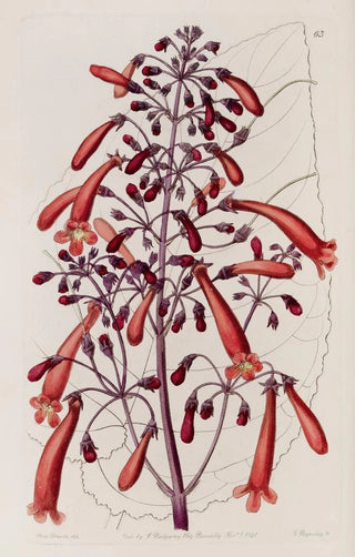 Sydenham Edwards - Varnished Gesnera.webp