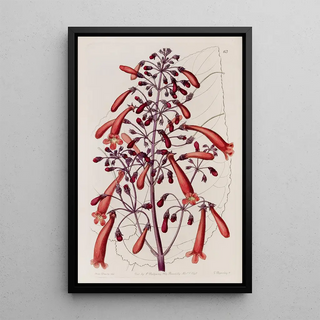 Sydenham Edwards - Varnished Gesnera.webp