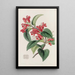 Aeschynanth vermillon - Sydenham Edwards — framed artwork on a wall