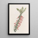 Epacris vermilion - Sydenham Edwards — framed artwork on a wall