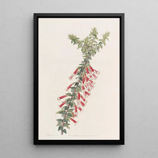 Sydenham Edwards - Vermilion Epacris.webp