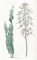 Drimia à feuilles velues - Sydenham Edwards — weergave van het kunstwerk