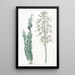Drimia à feuilles velues - Sydenham Edwards — ingelijst kunstwerk aan de muur