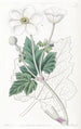 Anémone à feuilles de vigne - Sydenham Edwards — weergave van het kunstwerk