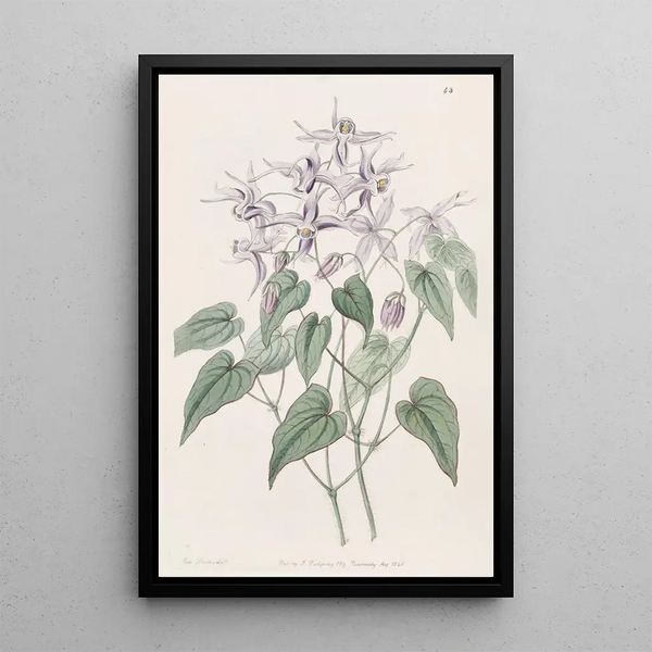 Sydenham Edwards - Violet Epimedium.webp