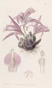 Caelogyne de Wallich - Sydenham Edwards — weergave van het kunstwerk