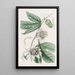 Passiflore verruqueuse - Sydenham Edwards | Reproduction — ingelijst kunstwerk aan de muur