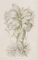 Aiguille d'Adam à feuilles faibles - Sydenham Edwards — weergave van het kunstwerk