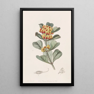 Sydenham Edwards - Wedgeleaved Oxylobium.webp