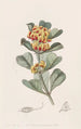 Oxylobium à feuilles en coin - Sydenham Edwards — artwork view