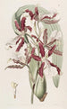 Miltonia à lèvres en coin - Sydenham Edwards — weergave van het kunstwerk