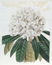 Rhododendron Blanc - Sydenham Edwards — weergave van het kunstwerk