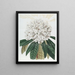Rhododendron Blanc - Sydenham Edwards — ingelijst kunstwerk aan de muur