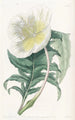 Onagre blanche dressée - Sydenham Edwards — artwork view