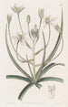 Ornithogale à bord blanc - Sydenham Edwards — weergave van het kunstwerk