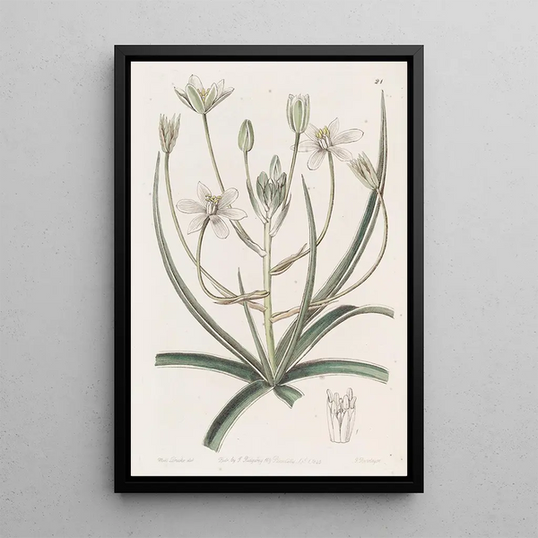 Sydenham Edwards - Whiteedged Ornithogalum.webp