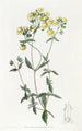 Slipperwort à feuilles blanches - Sydenham Edwards — artwork view