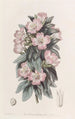 Godetia blanchâtre - Sydenham Edwards — artwork view