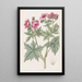 Geranium with Woolly Flowers - Sydenham Edwards — framed artwork on a wall