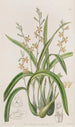 Épidendrum kleur okergeel - Sydenham Edwards — weergave van het kunstwerk
